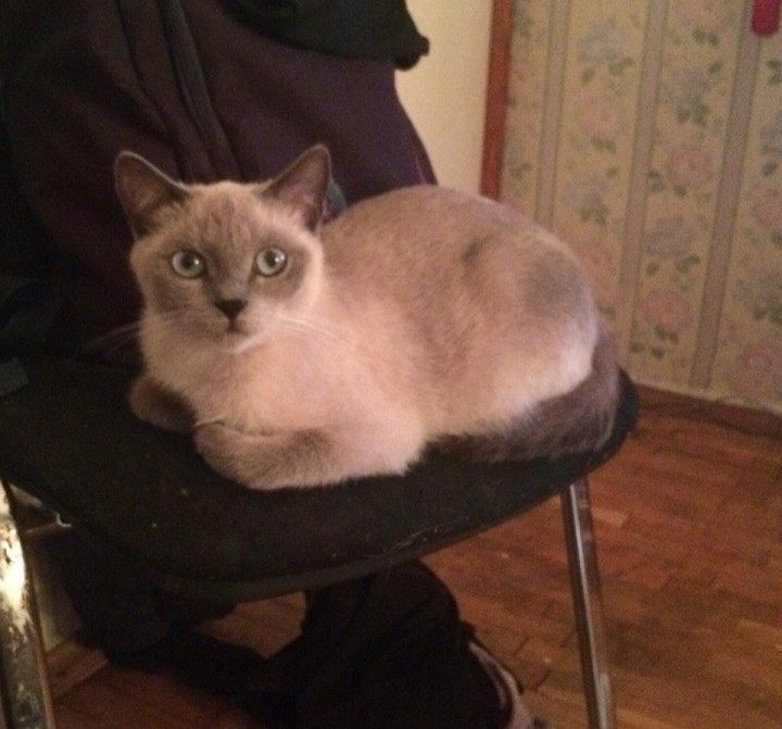 потерялась кошка