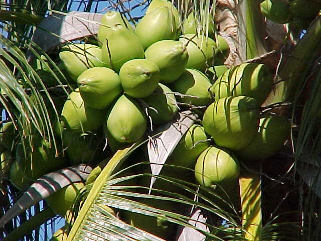 Натуральное кокосовое масло (органическое) 