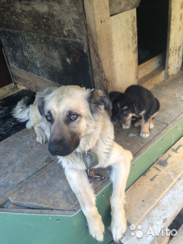 отдам в добрые руки