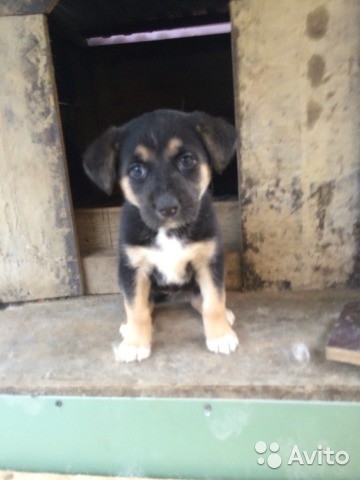 отдам в добрые руки